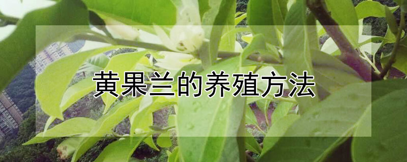 黄果兰的养殖方法