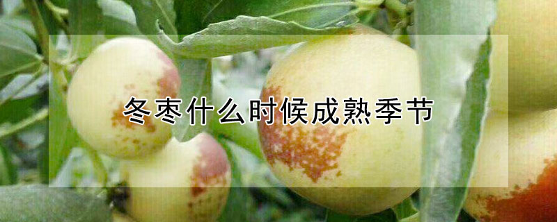 冬枣什么时候成熟季节