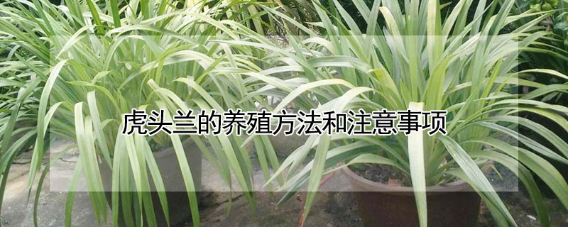 虎头兰的养殖方法和注意事项