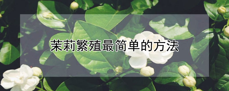 茉莉繁殖最简单的方法