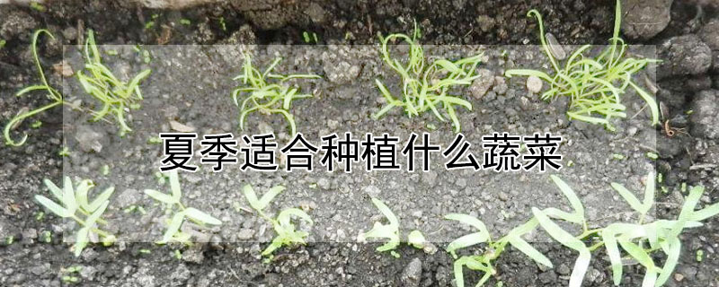 夏季适合种植什么蔬菜