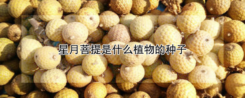 星月菩提是什么植物的种子