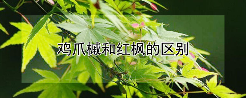 鸡爪槭和红枫的区别