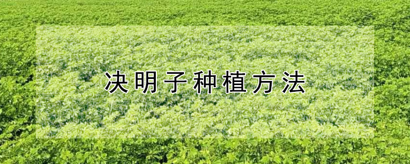 决明子种植方法