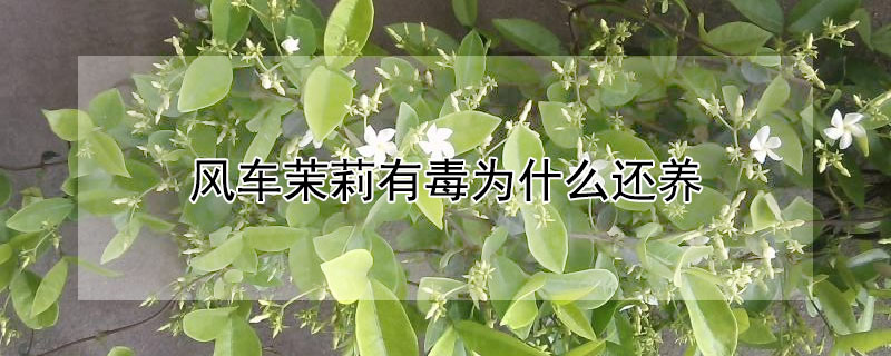 风车茉莉有毒为什么还养