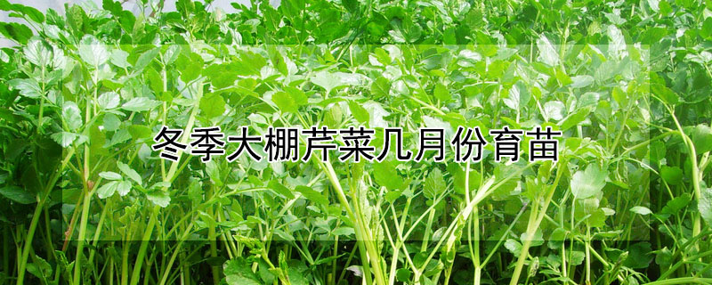 冬季大棚芹菜几月份育苗