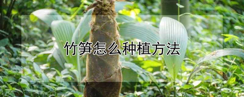 竹笋怎么种植方法