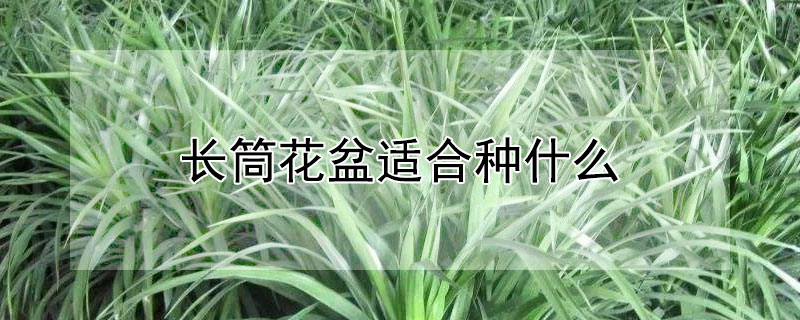 长筒花盆适合种什么