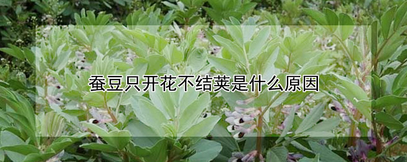 蚕豆只开花不结荚是什么原因