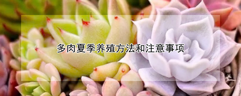 多肉夏季养殖方法和注意事项