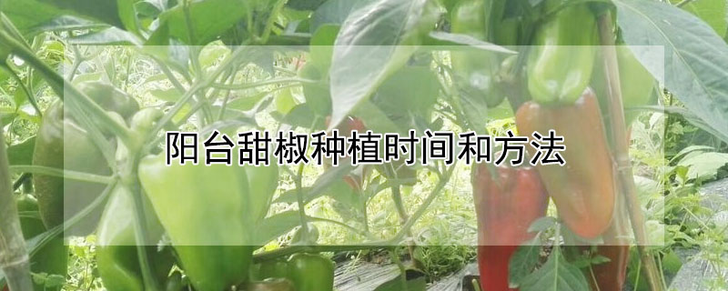 阳台甜椒种植时间和方法