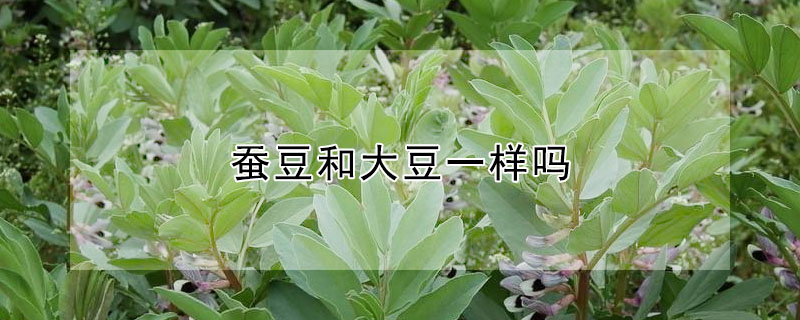 蚕豆 发财农业网