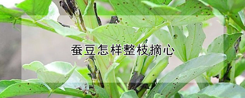 蚕豆怎样整枝摘心 发财农业网