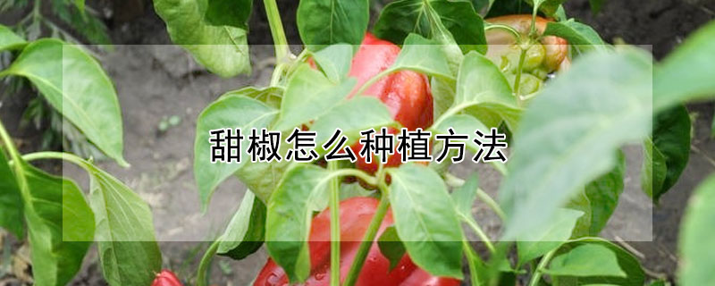 甜椒怎么种植方法