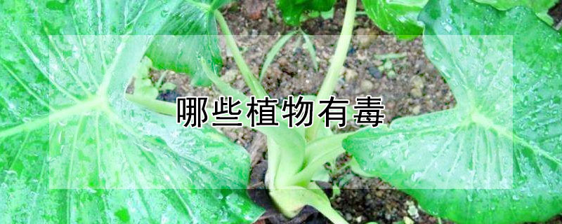 哪些植物有毒