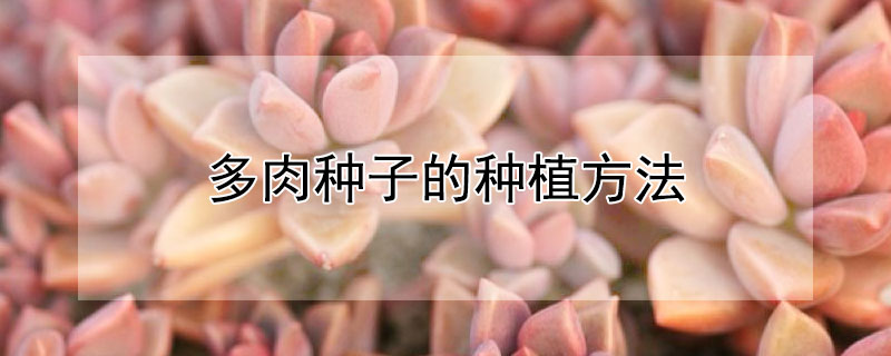 多肉种子的种植方法