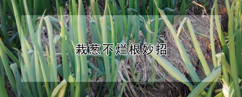 栽葱不烂根妙招