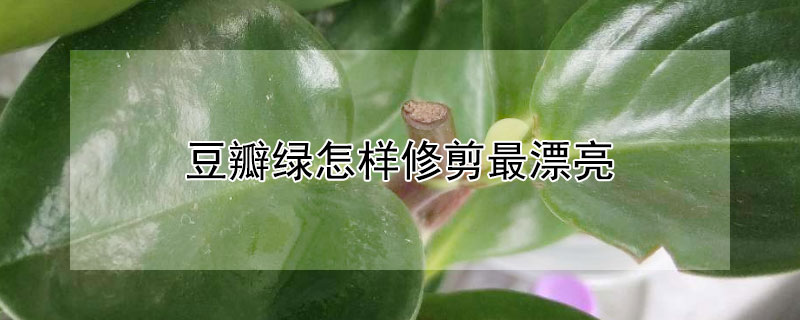 豆瓣绿怎样修剪最漂亮