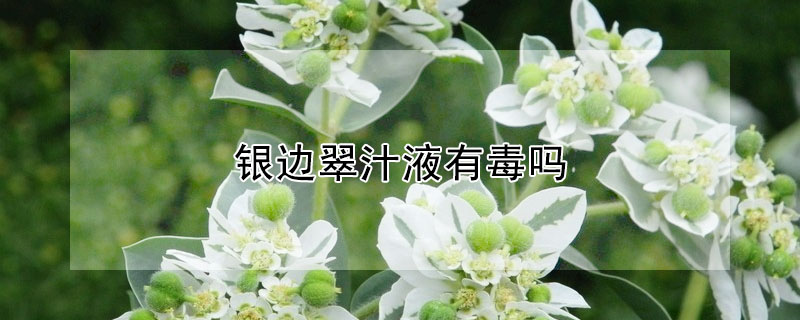 银边翠汁液有毒吗