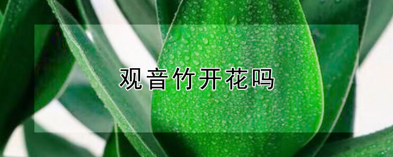 观音竹开花吗