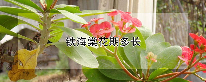 铁海棠花期多长