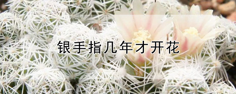 银手指几年才开花