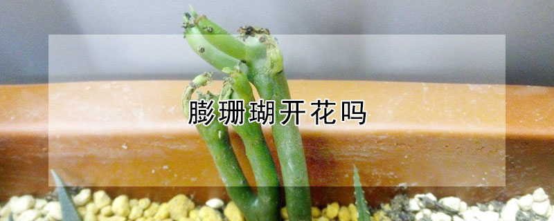 膨珊瑚开花吗