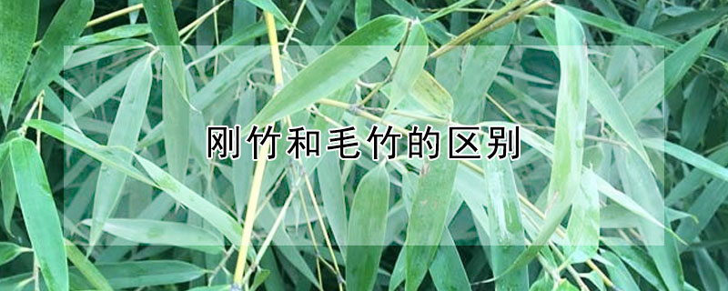 刚竹和毛竹的区别