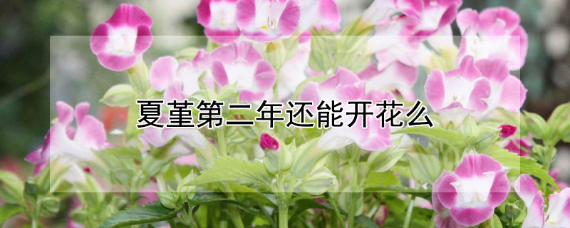 夏堇第二年还能开花么