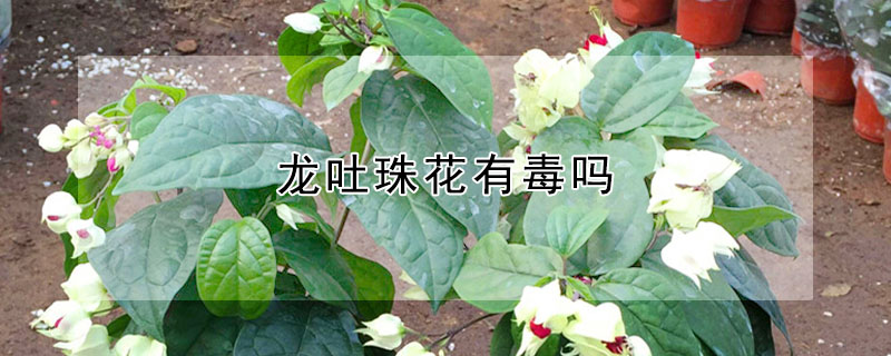 龙吐珠花有毒吗