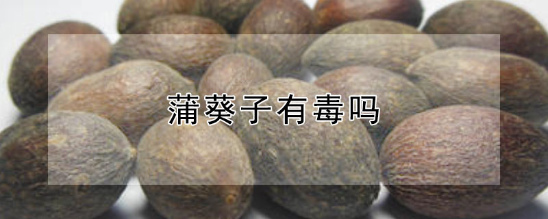 蒲葵子有毒吗