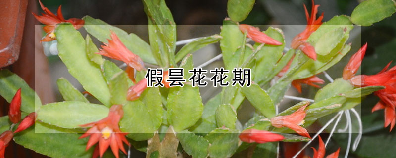 假昙花花期