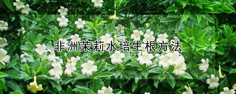 非洲茉莉水培生根方法