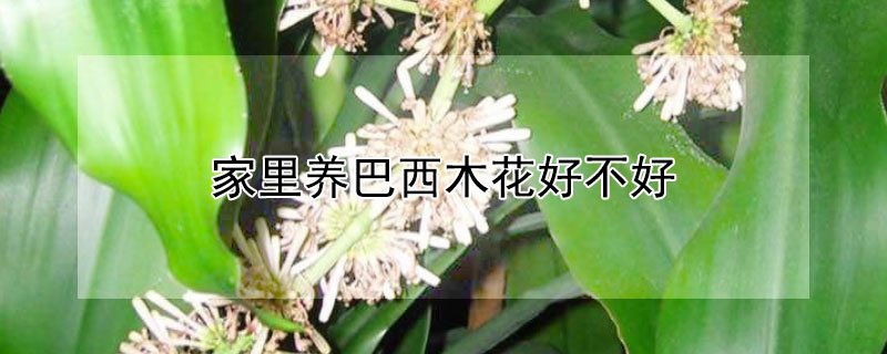 家里养巴西木花好不好