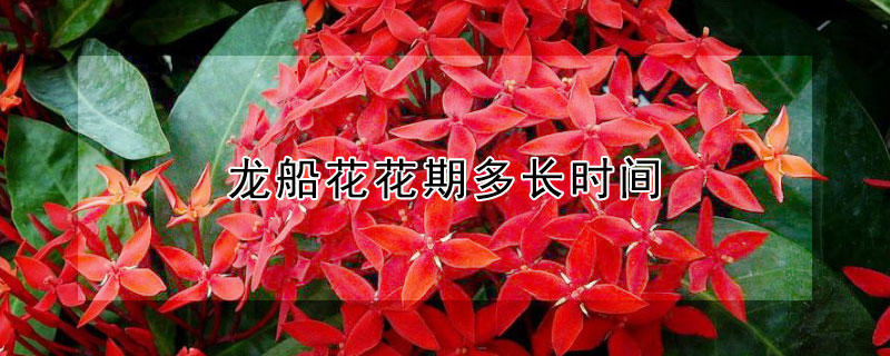 龙船花花期多长时间