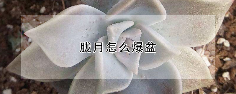 胧月怎么爆盆