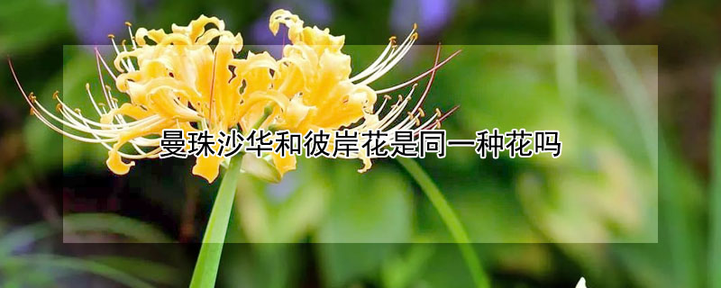 曼珠沙华和彼岸花是同一种花吗