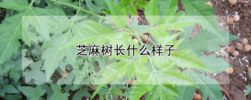 芝麻树长什么样子