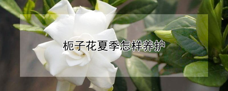 枙子花夏季怎样养护 发财农业网