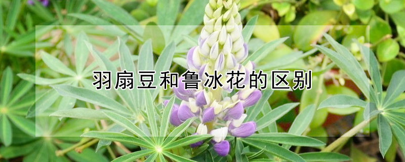 羽扇豆和鲁冰花的区别