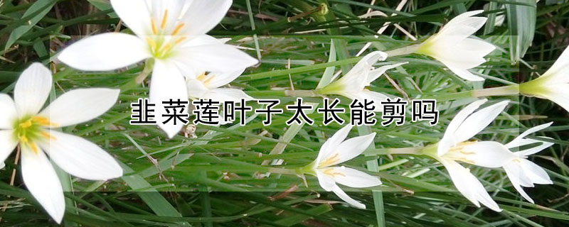 韭菜莲叶子太长能剪吗