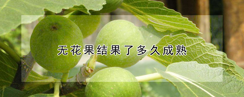 无花果结果了多久成熟