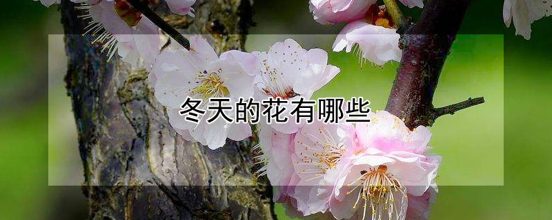 冬天的花有哪些