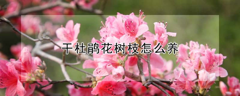 干杜鹃花树枝怎么养