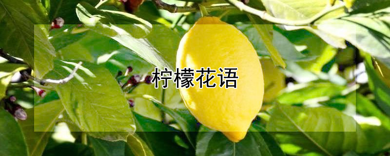 柠檬花语 发财农业网