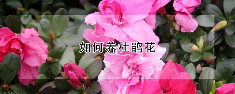 如何养杜鹃花