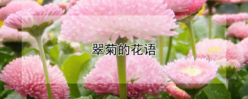 翠菊的花语
