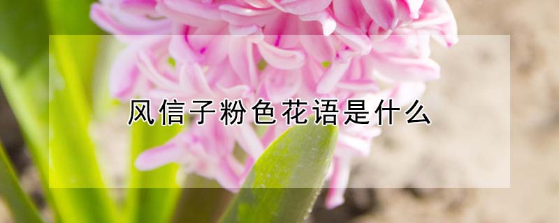 风信子粉色花语是什么