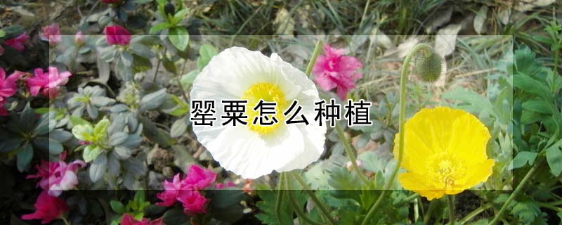 罂粟怎么种植