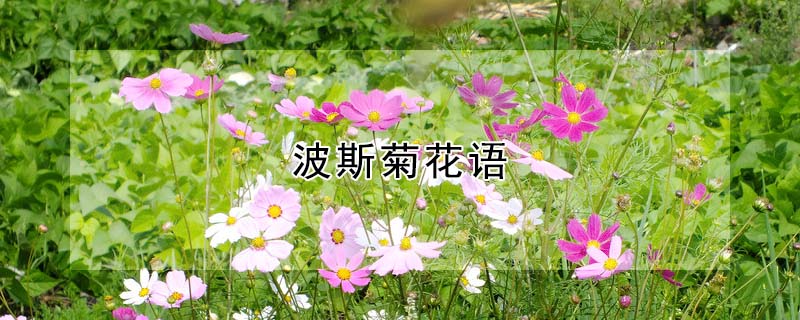 波斯菊花语